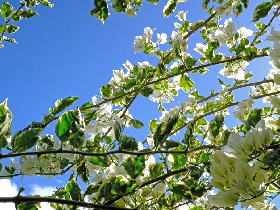 Bougainvillea Purity