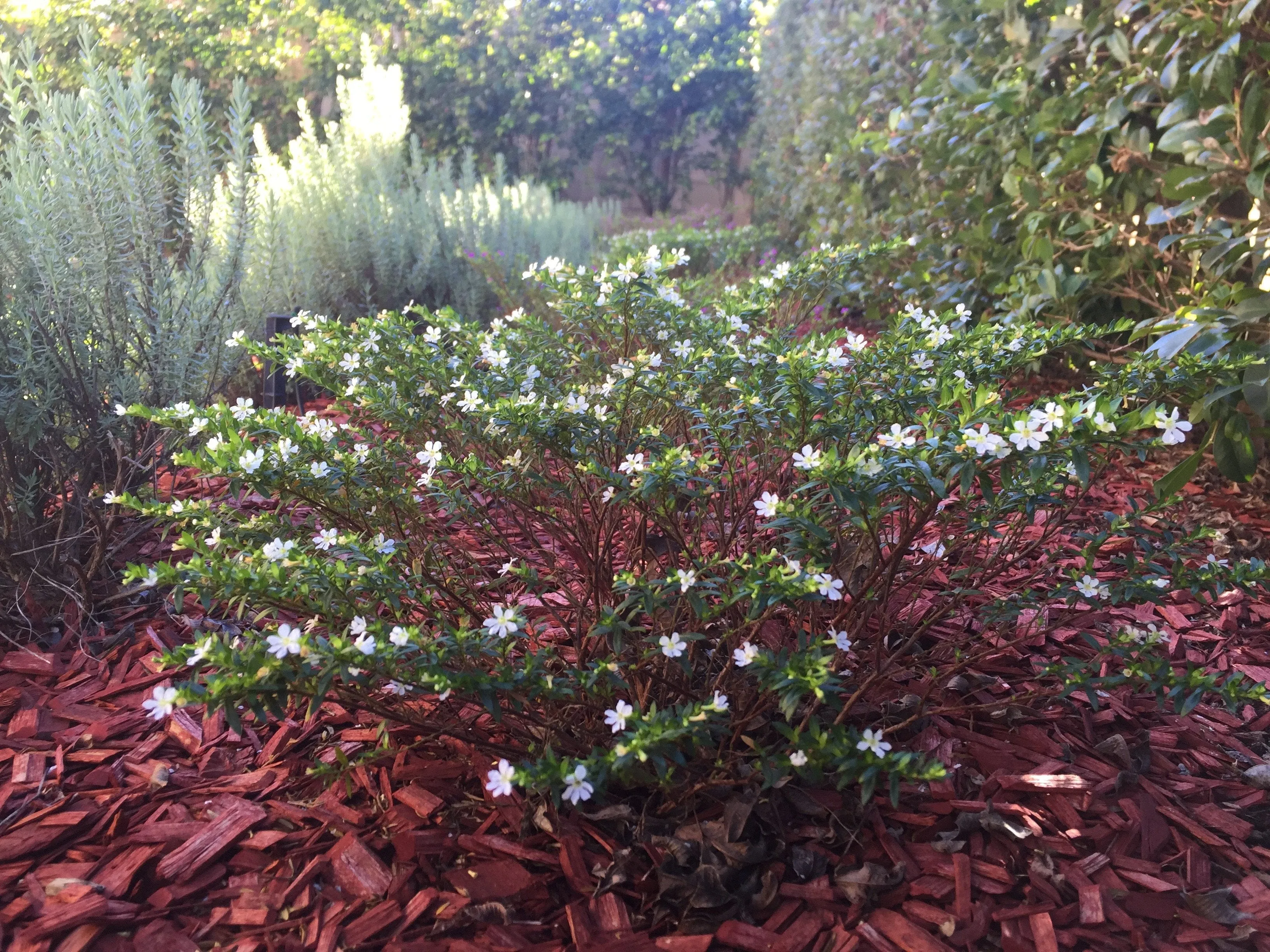 Cuphea Compact White