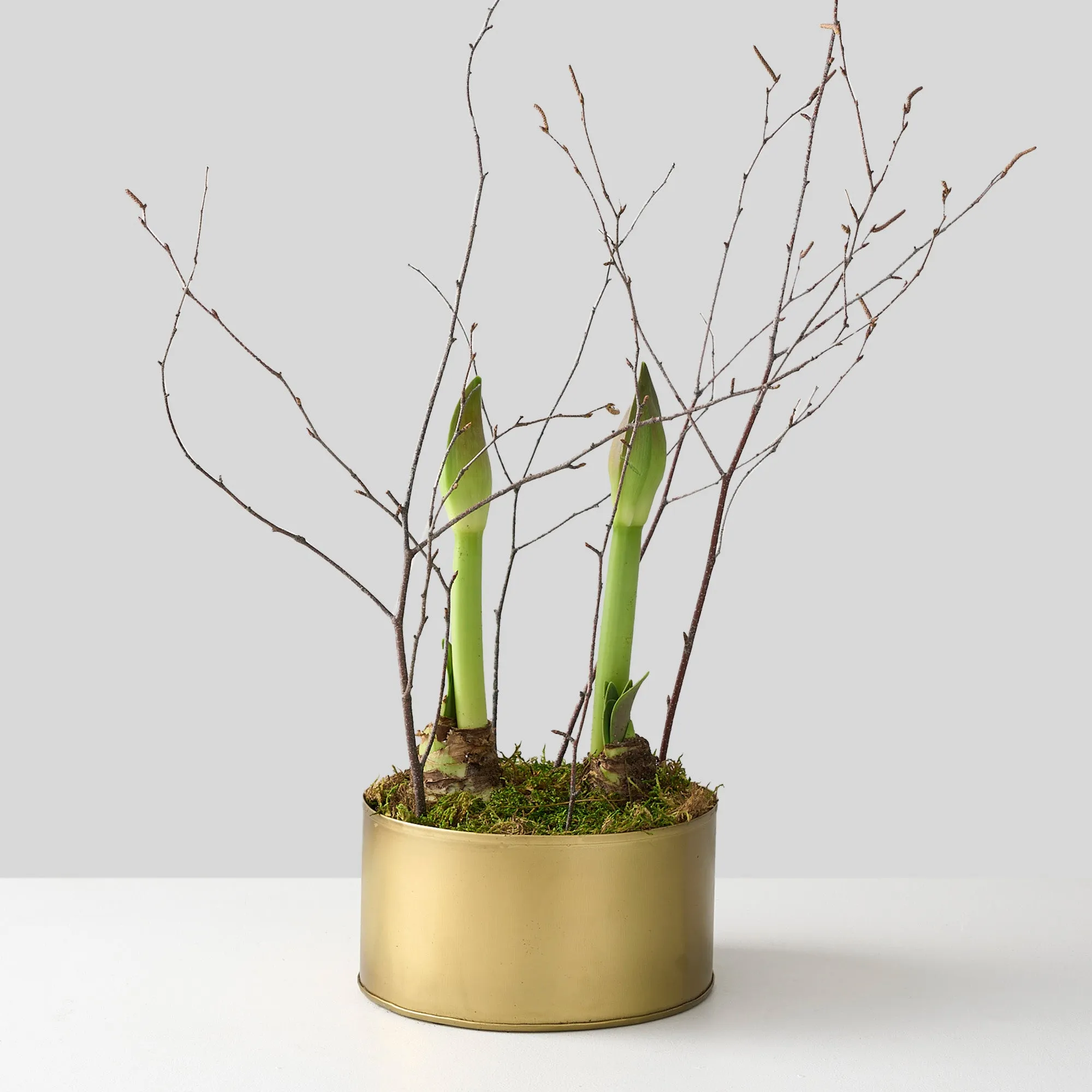 Two Red Amaryllis Bulbs in Gold Deco