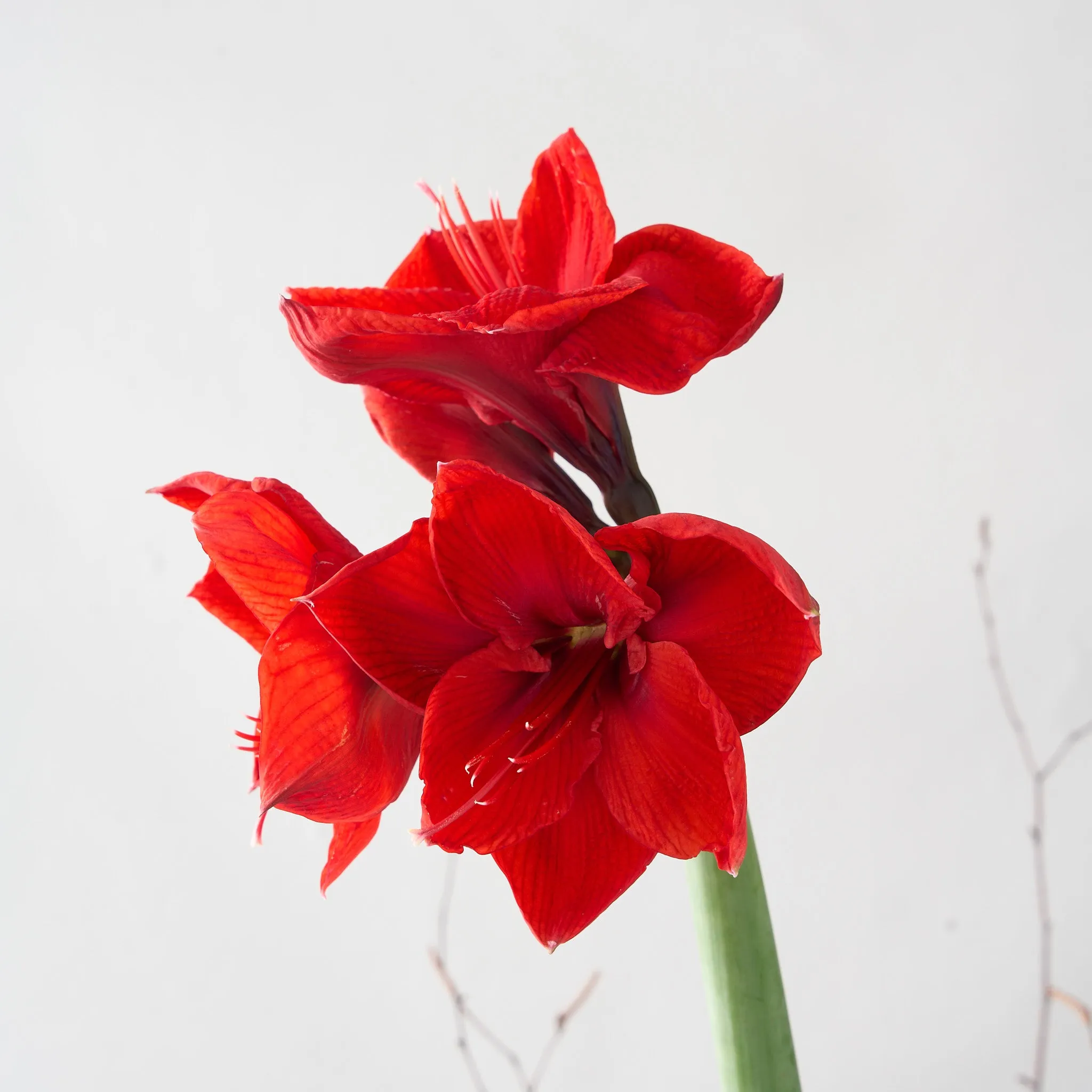 Two Red Amaryllis Bulbs in Gold Deco
