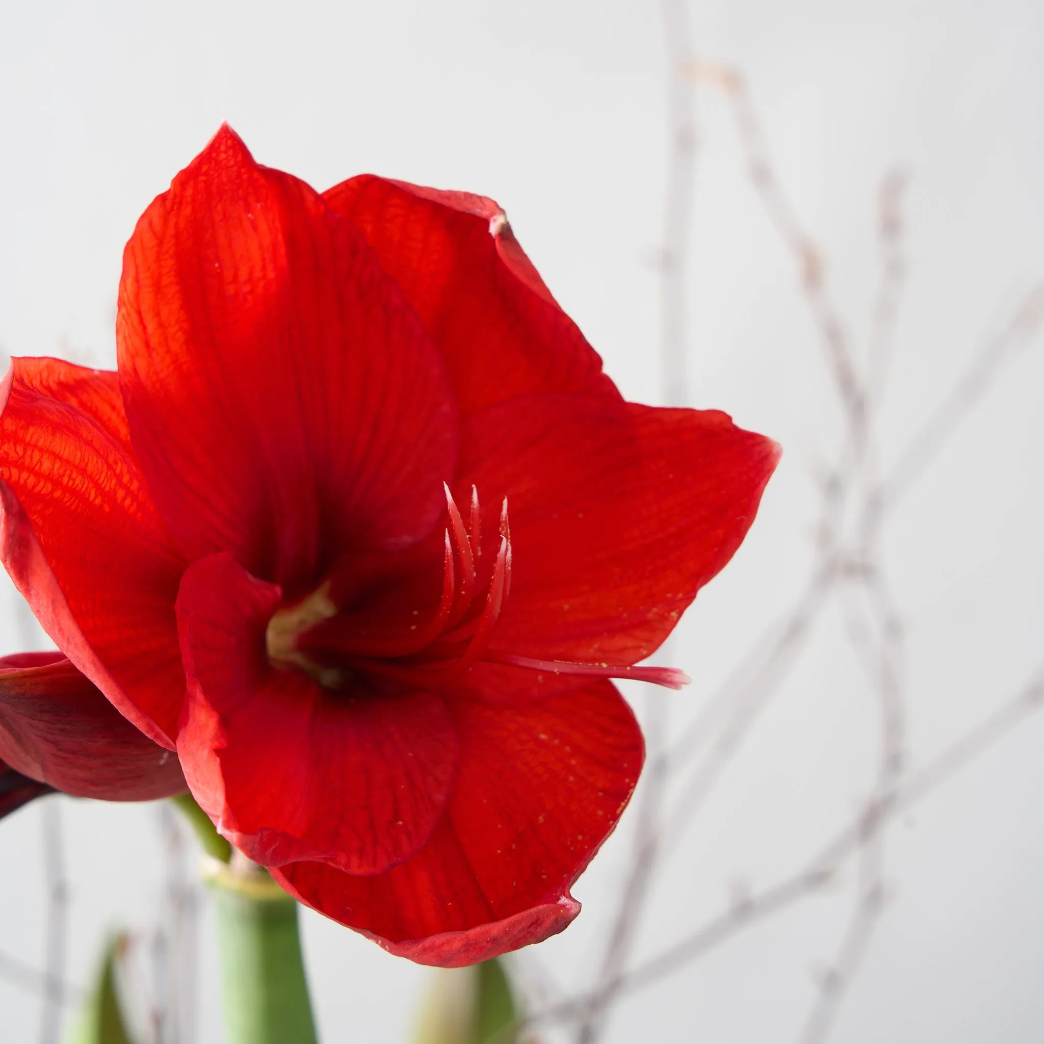 Two Red Amaryllis Bulbs in Gold Deco
