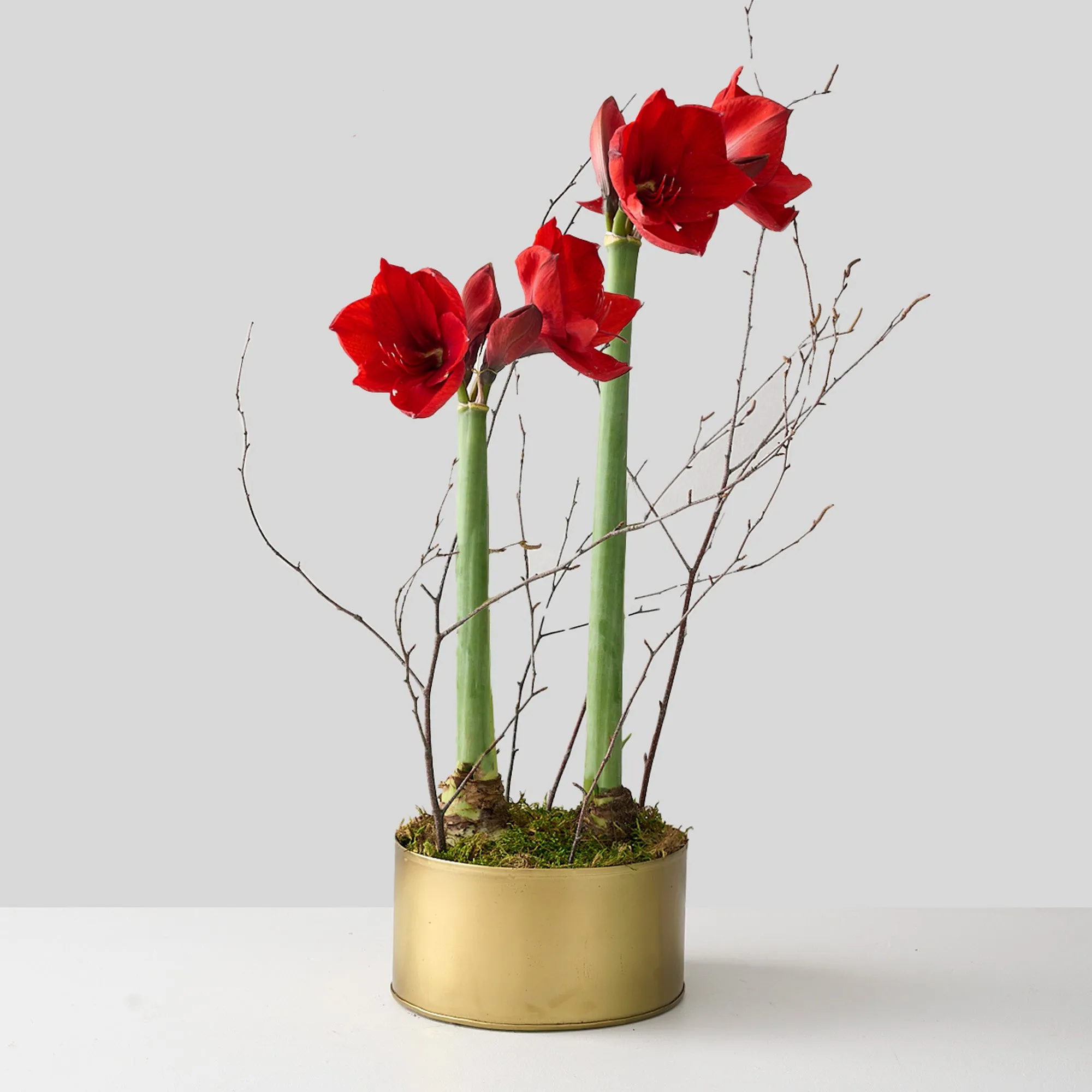 Two Red Amaryllis Bulbs in Gold Deco